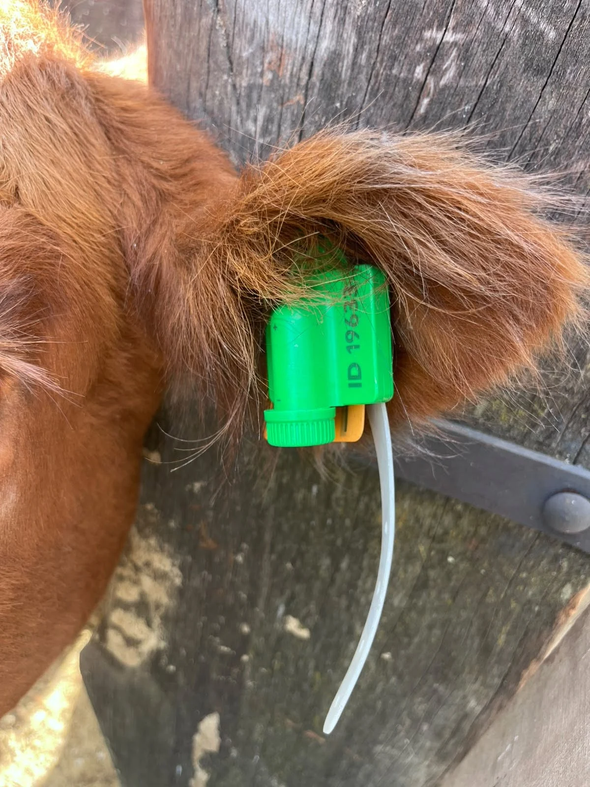 Zelena CowPro ušna markica, prikaz izbliza