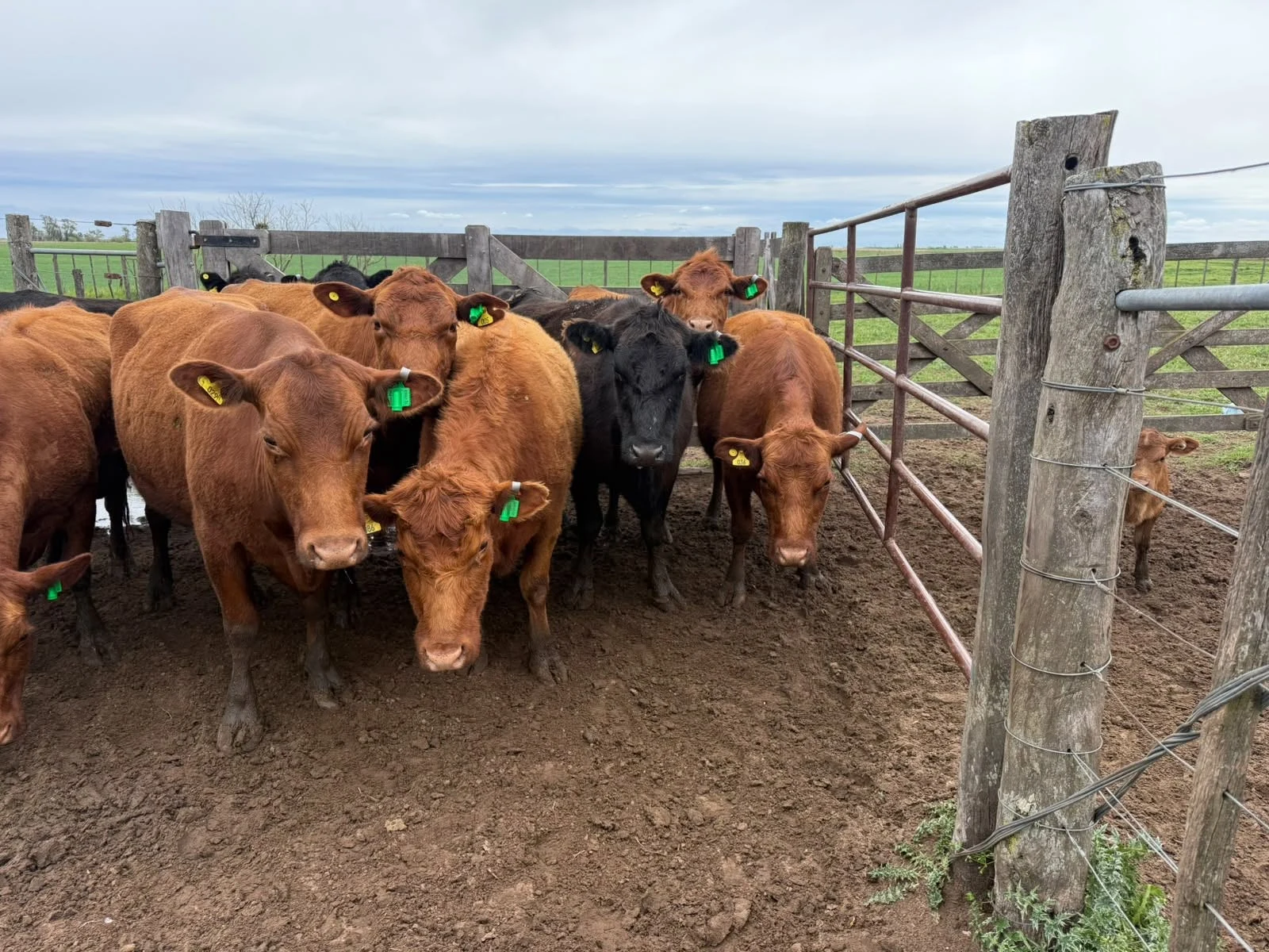 Stado goveda opremljeno CowPro uređajima