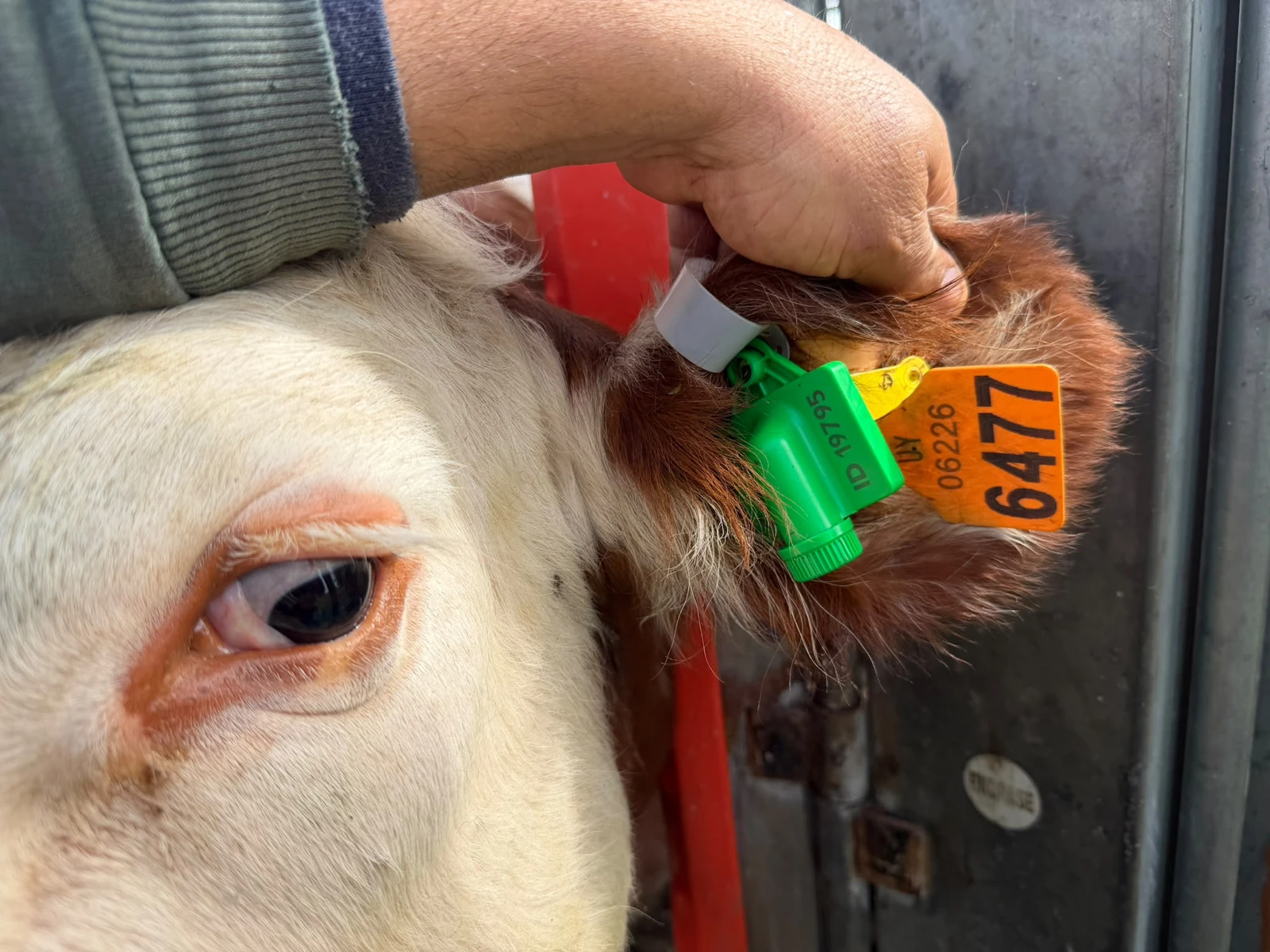 Detalj GPS ušne markice CowPro na uhu goveda