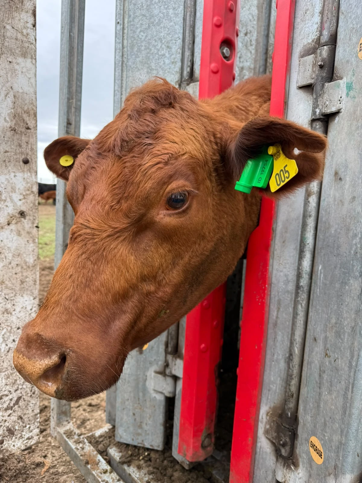 Crvenkasto goveče sa CowPro uređajem na uhu