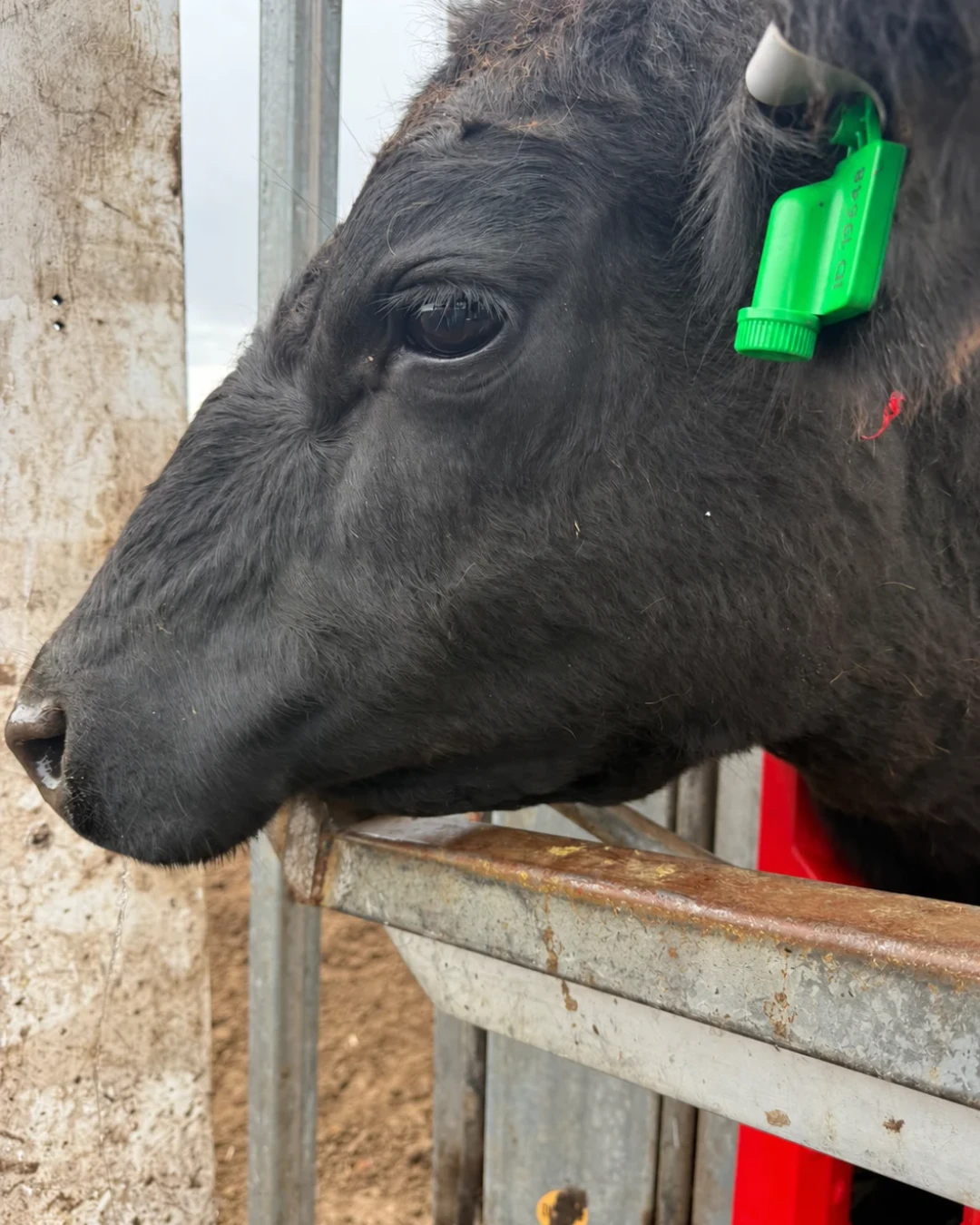 Crno goveče sa GPS ušnom markicom CowPro