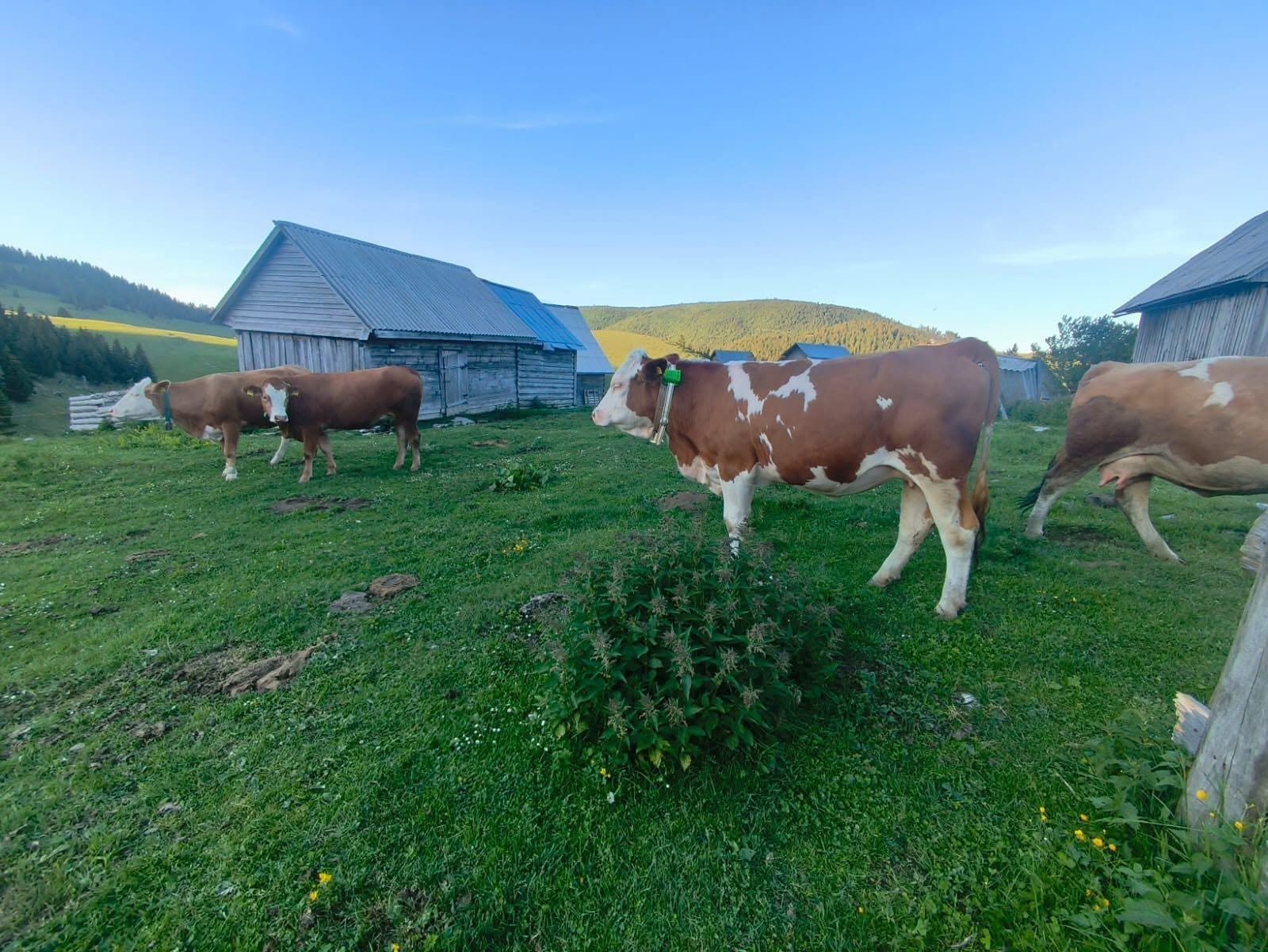Efectiv de bovine într-o fermă montană